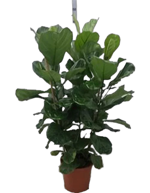 Фикус Лировидный (Лирата) 3 ствола - Ficus Lyrata D30 H150