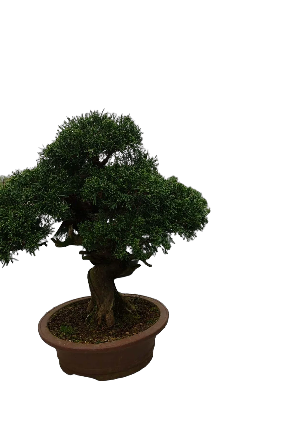Бонсай Можжевельник - Bonsai Juniperus H42