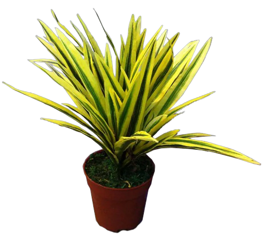 Драцена Рефлекса Сонг оф Индия - Dracaena reflexa Song of India D12 H25