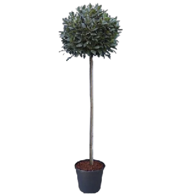 Лавр благородный штамб - Lurus nbilis D40 H250