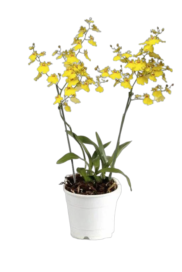 Онцидиум - 2 Цветоноса Oncidium D12 H50