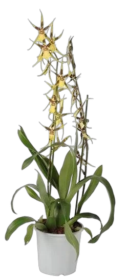 Брассия - Brassia Summer Dream 2 цветоноса D12 H50