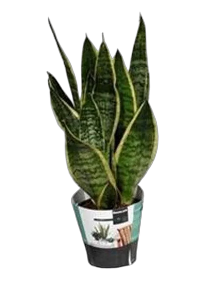 Сансевиерия Футура Суперба - Sansevieria Futura Superba (decorum) D14 H35