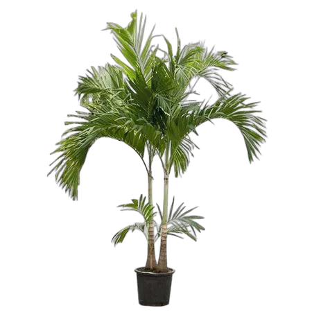 Пальма Вичия D38 H250