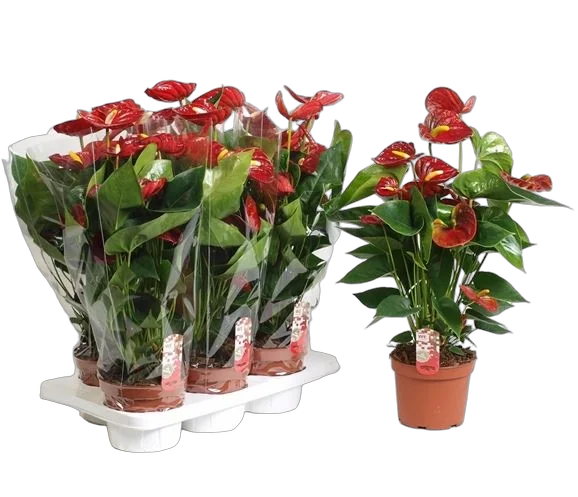 Антуриум Андреанум Арион - Anthurium Arion красный D12 H35