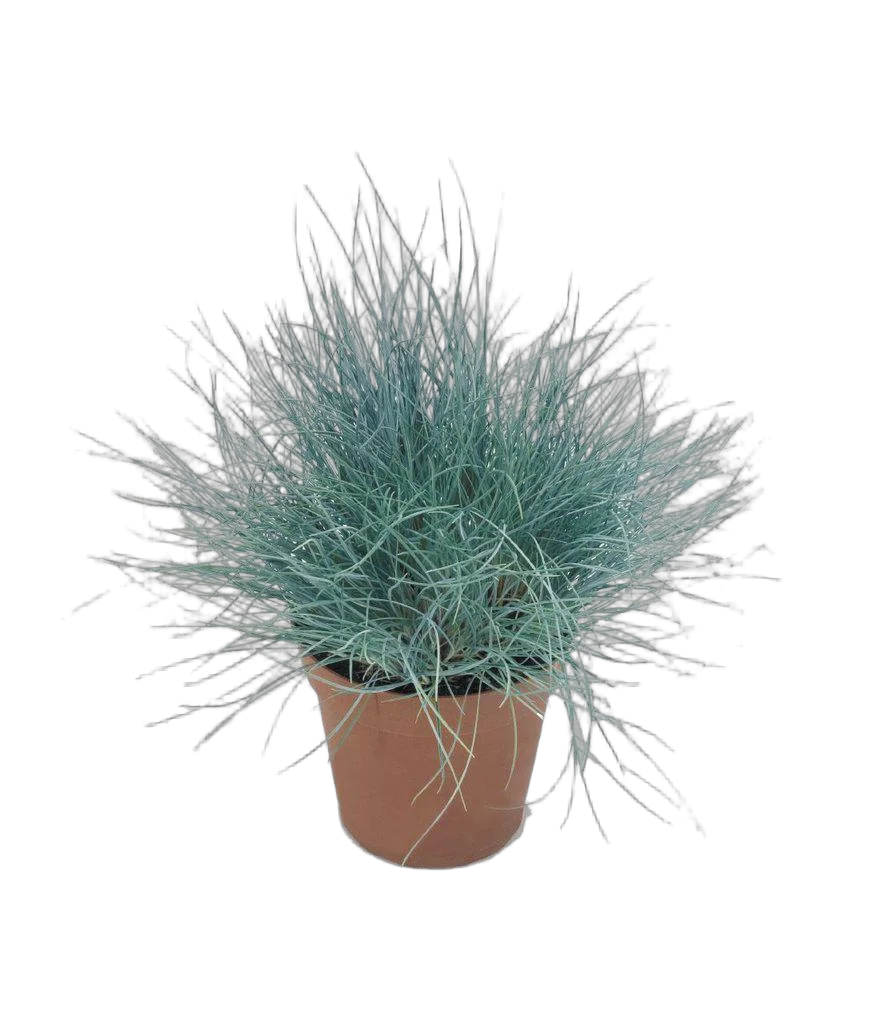 Овсяница сизая интенс Блю -Festuca D12 H20