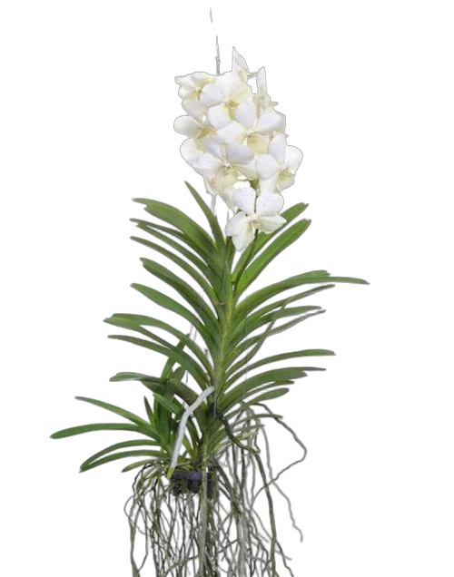Ванда Таяна Белая - Vanda Tayanee White H90