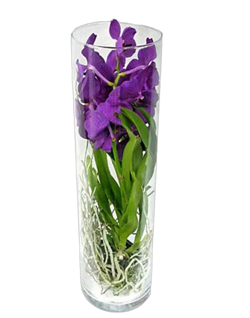 Ванда в трубе Мишель - Vanda Michelle D19 H70