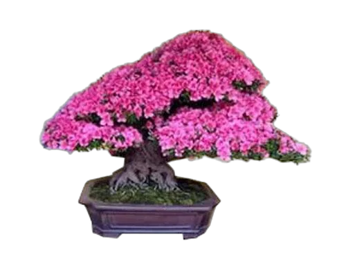 Цветущий бонсай Азалия D25 H30