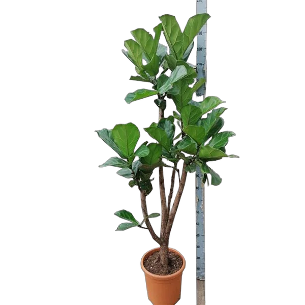 Фикус Лирата бранч - Ficus Lyrata Branched D33 H190