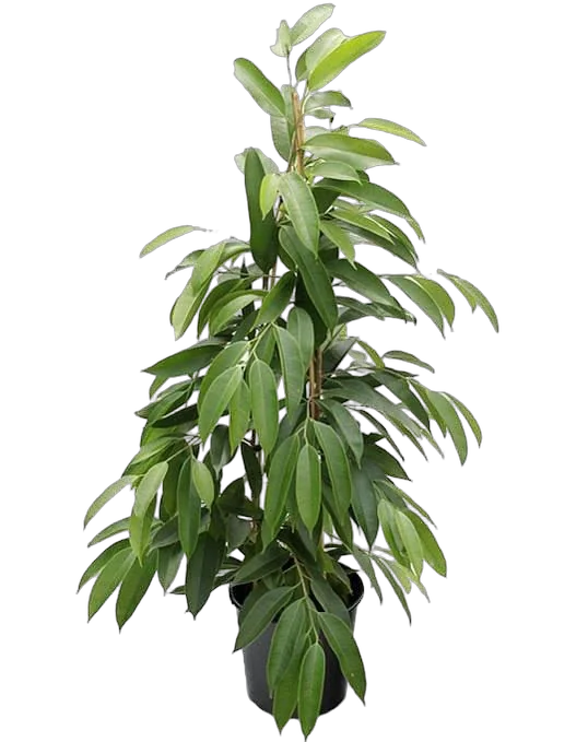 Фикус Биннедика Амстел Кинг куст - Ficus Amstel King D27 H140