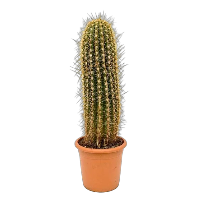 Трихоцереус Сан Педро или Пачано или колоновидный - Trichocereus Pachanoi D21 H70
