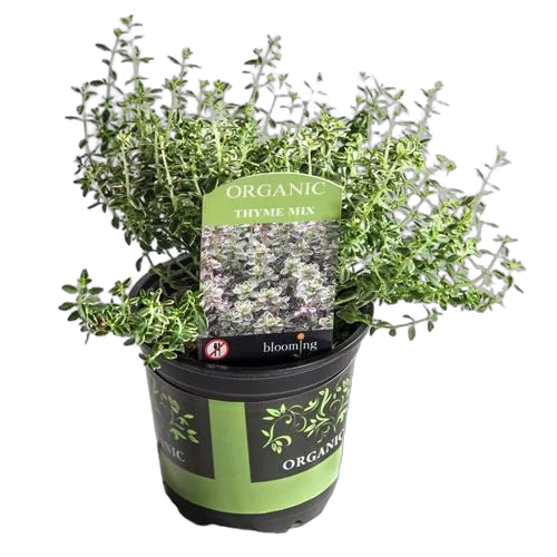 Тимьян пестролистный - Thymus D12 H15