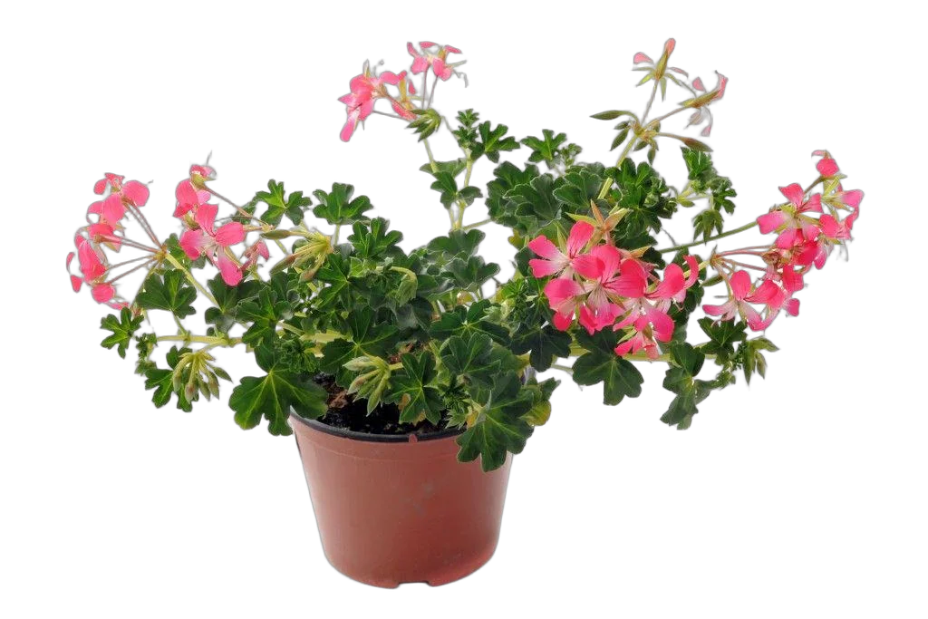 Пеларгония (герань) плющелистная - Pelargonium D12 H20