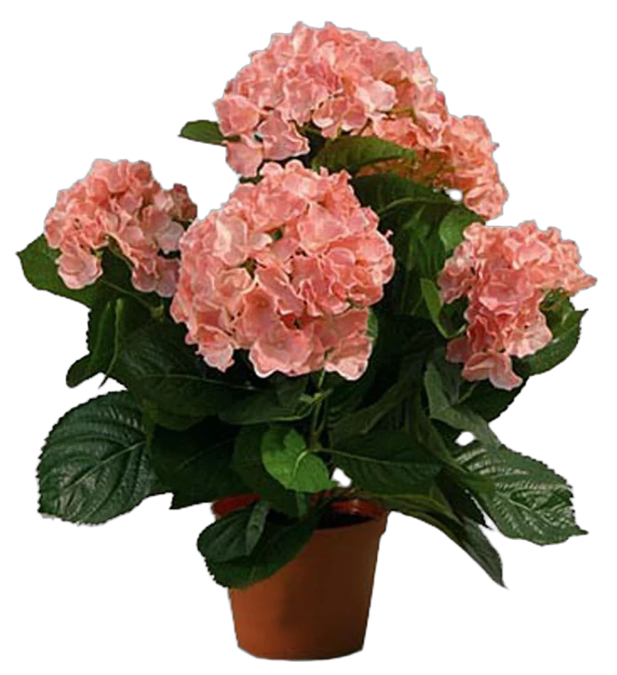 Гидрангия (Гортензия) розовая - Hydrangea D18 H45