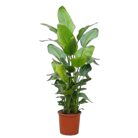 Стрелиция Николай - Strelitzia Nicolai D32 H170