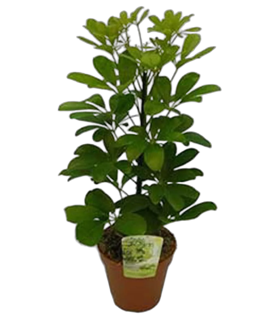 Шеффлера Нора - Schefflera Nora D24 H120