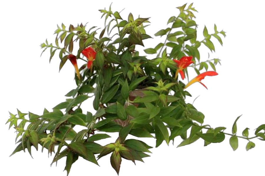 Колумнея - Columnea Early Bird D15 H35