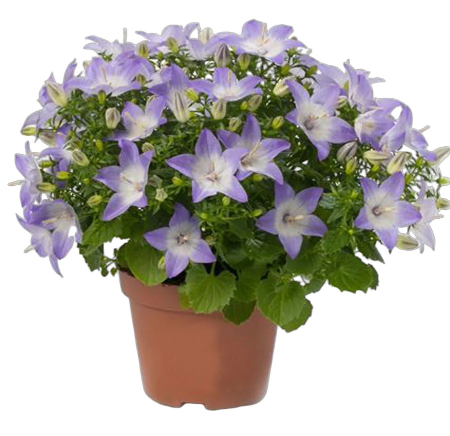 Кампанула Изофола Берлин голубая - Campanula isoph Berlin Bicolor D10 H17