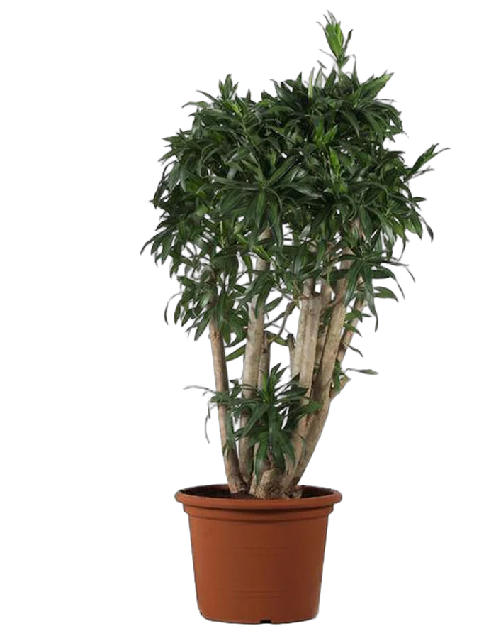 Драцена Рефлекса Сонг оф Ямайка куст - Reflexa Song of Jamaica D30 H130