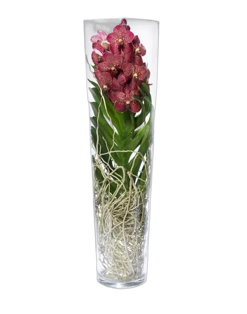 Ванда в вазе Лисан  - Vanda Lisanne D19 H65