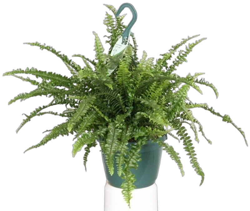 Нефролепис Бостон - Nephrolepis Bostoniensis D20 H60