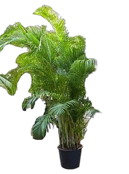 Пальма Арека D60 H350