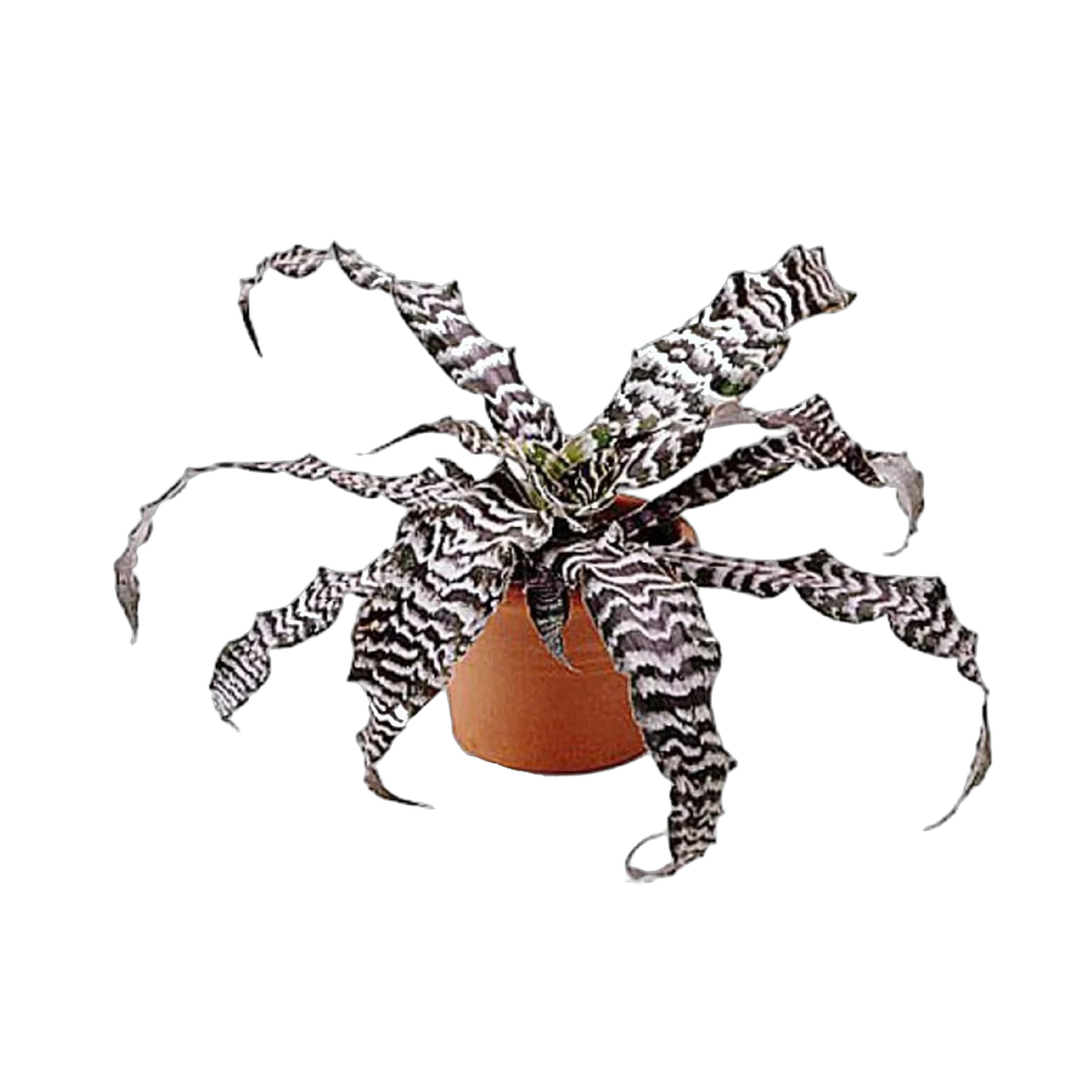 Криптантус поперечнополосатый (зонатус) - Cryptanthus viridis D9 H10