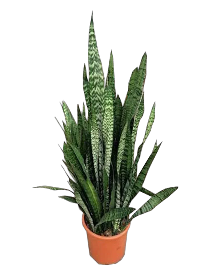 Сансивьерия Зейланика - Sansevieria zeylanica D33 H130