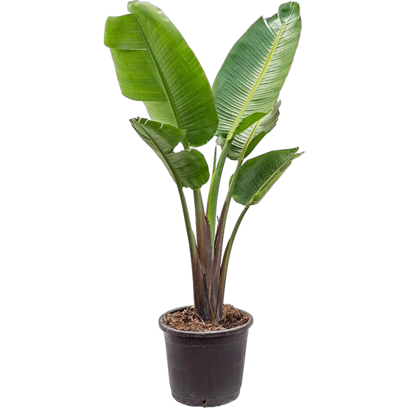 Стрелиция Николай - Strelitzia Nicolai D17 H80