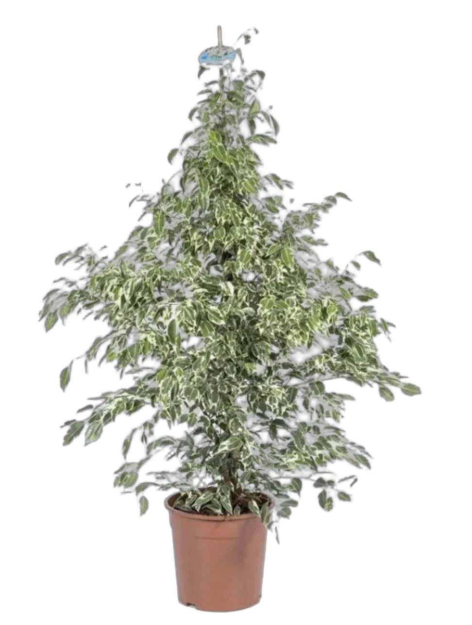 Фикус бенджамина Старлайт D24 H110