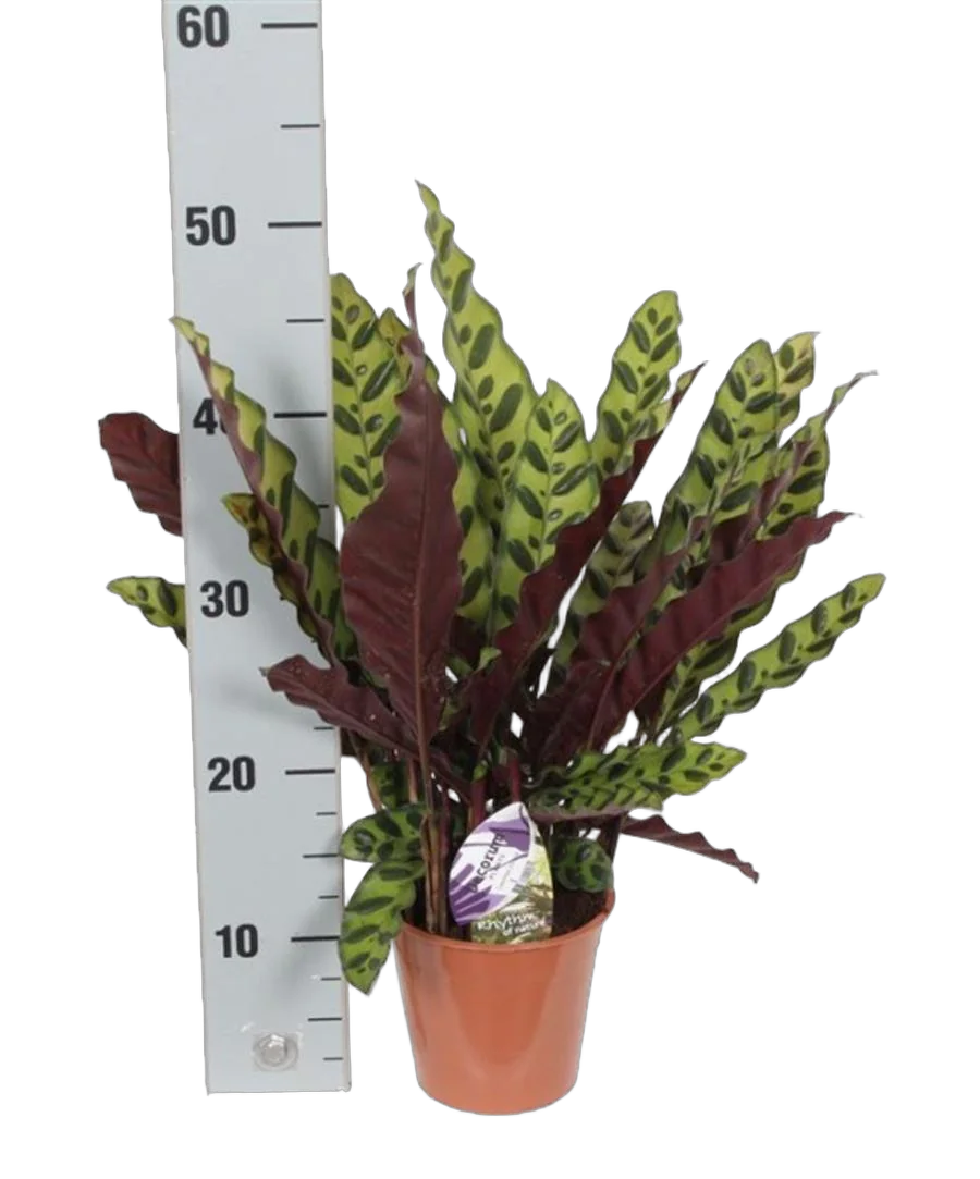 Калатея замечательная - Calathea insignis D14 H50