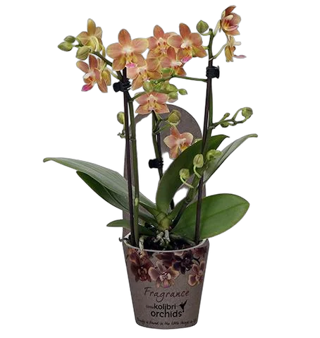 Фаленопсис Мини Арома 3 цветоноса Колибри - Little Kolibri Phalaenopsis Fragrance 3spike Orange D12 H20