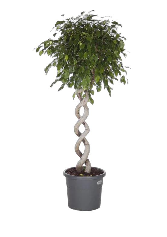 Фикус Бенджамина Экзотика двойная спираль - Ficus benjamina Exotica D40 H170