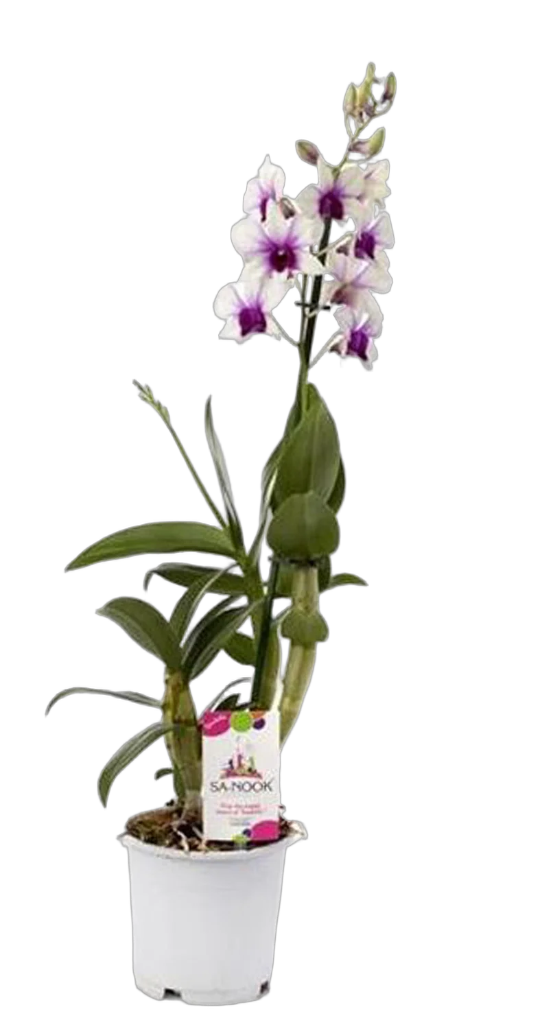 Дендробиум Polar Fire - Dendrobium phalaenopsis 1 цветонос D12 H55