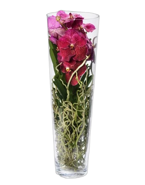 Ванда в трубе Мишель - Vanda Michelle D19 H70