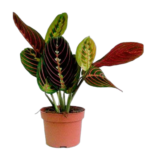 Маранта трехцветная (триколор) - Maranta tricolor D14 H30