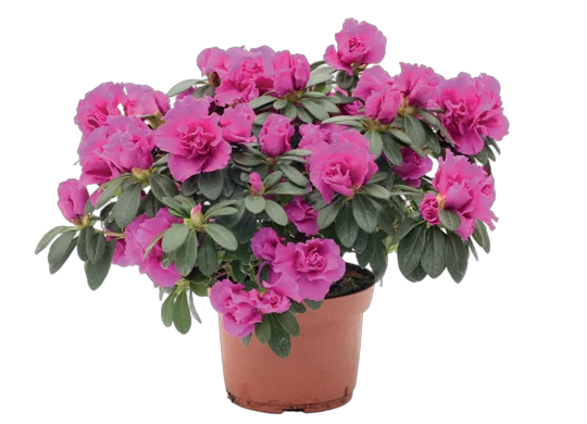 Азалия пурпурная - Azalea D12 H35