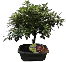 Цветущий бонсай Азалия D20 H30