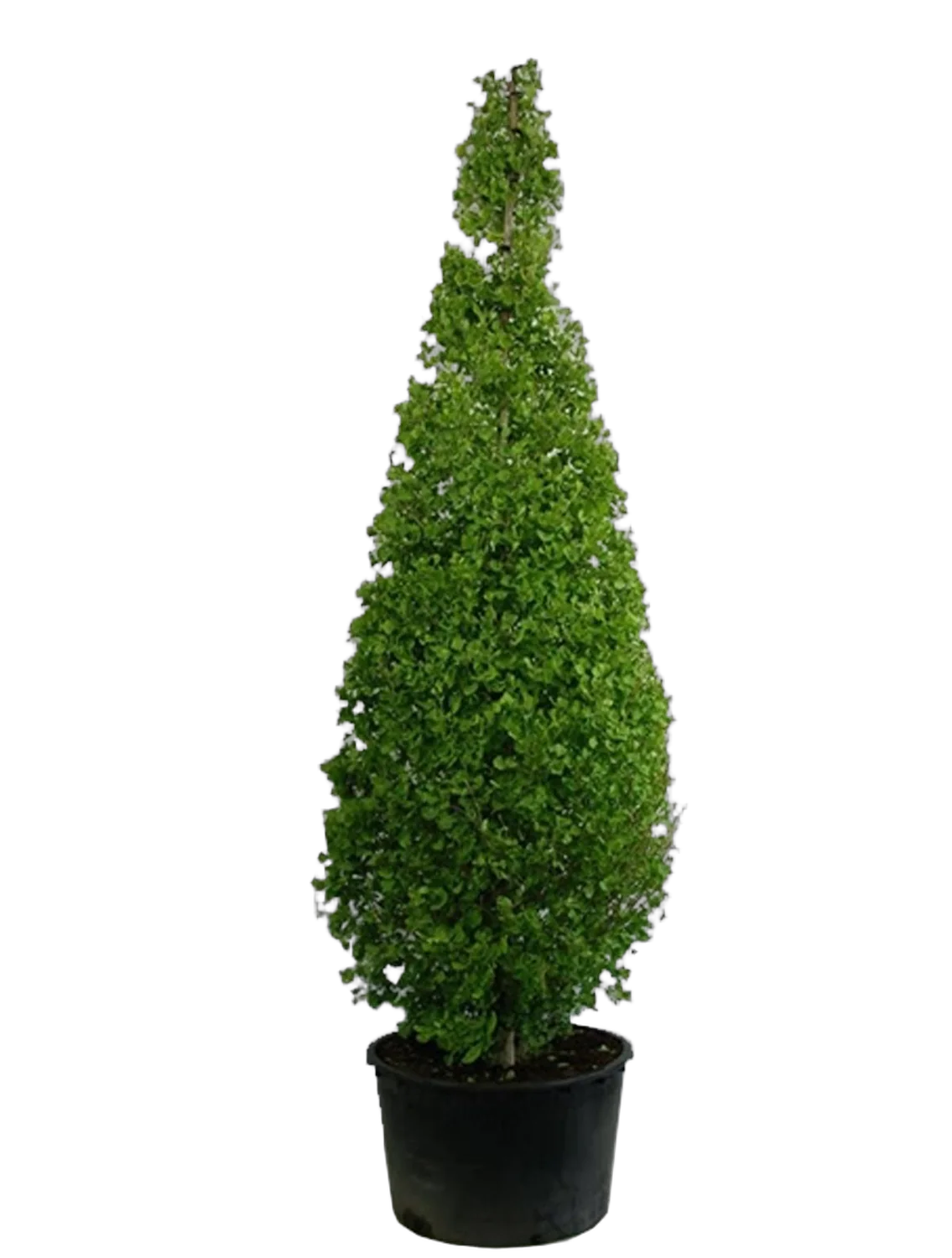 Гингко билоба пирамида - Ginkgo Bil Pyramidalis D90 H400