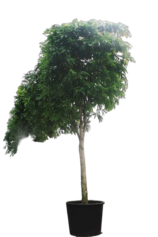 Фикус Биннедика Али - Ficus binnendijkii Alii  D96 H550