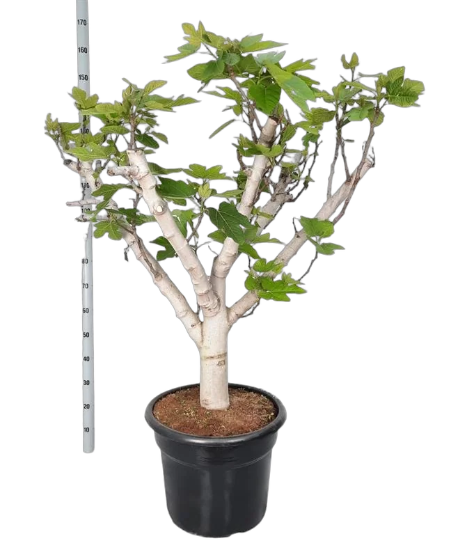 Инжир - Ficus carica D50 H170