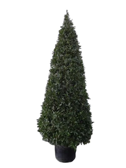 Лавр благородный - Lurus nbilis D50 H300