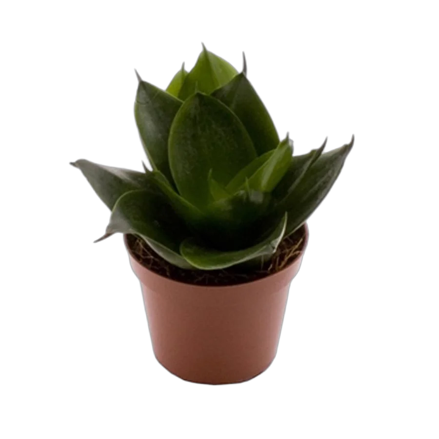 Сансевиерия Джейд - Sansevieria  Jade D9 H20
