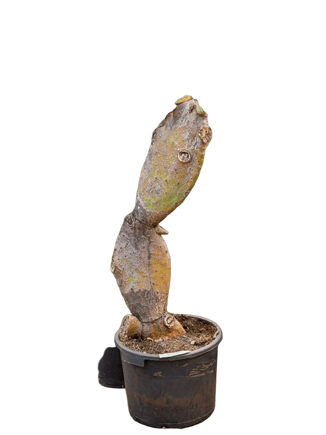 Опунция индийская - Opuntia ficus-indica D55 H200