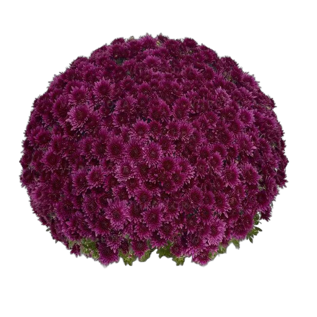 Хризантема Шар - Chrysanthemum Bg trolley D27 H60