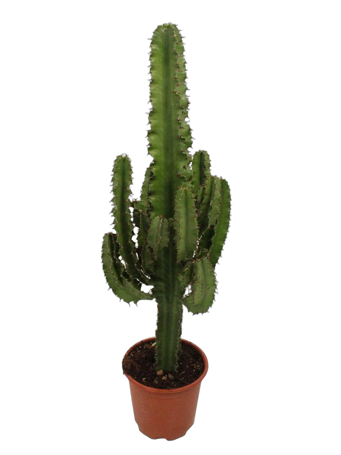 Эуфорбия Триангуларис - Euphorbia triangularis D24 H100