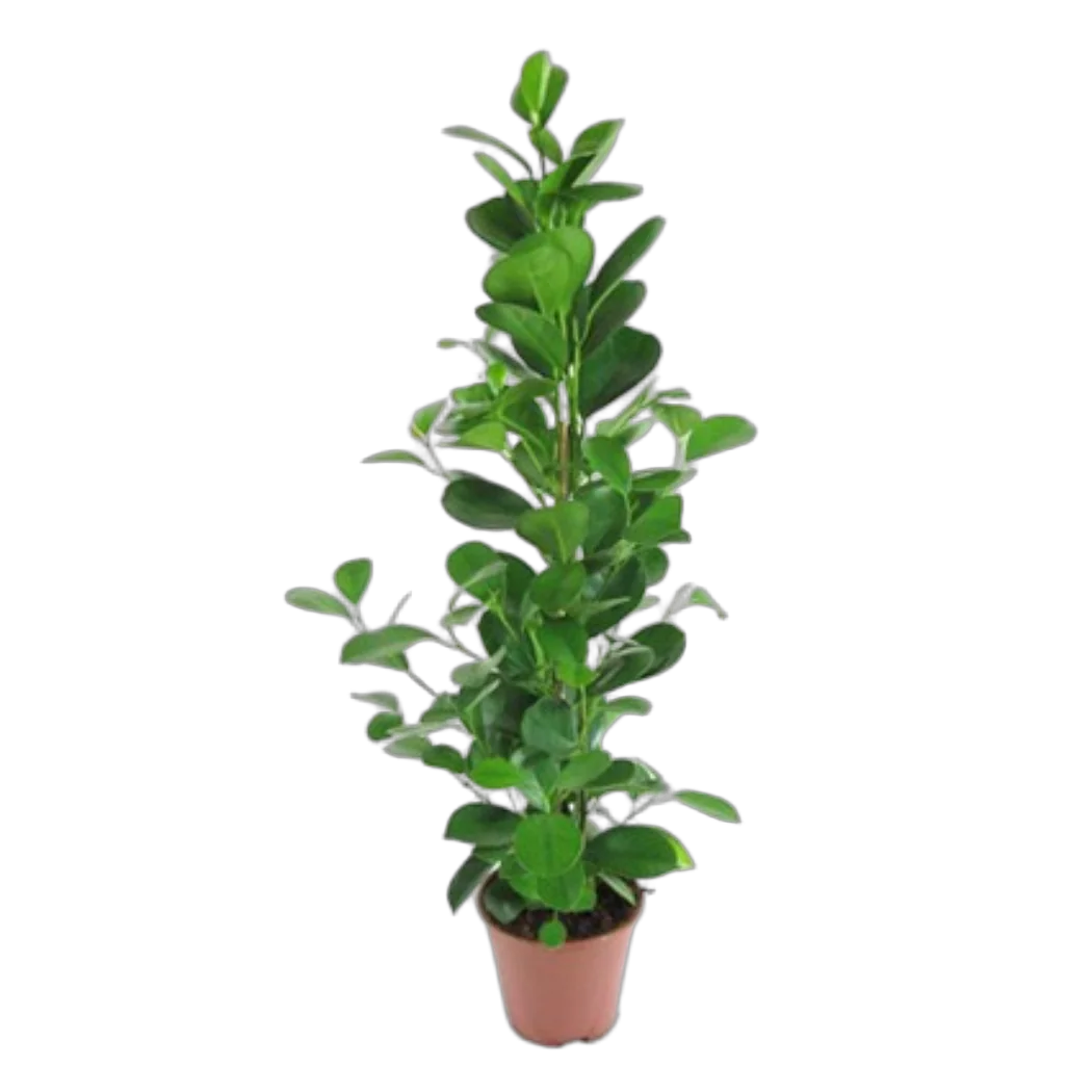 Фикус Микрокарпа - Ficus microcarpa  D17 H100