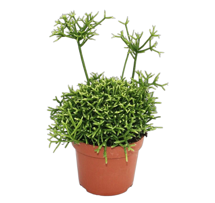 Рипсалис - Rhipsalis yellow D14 H20