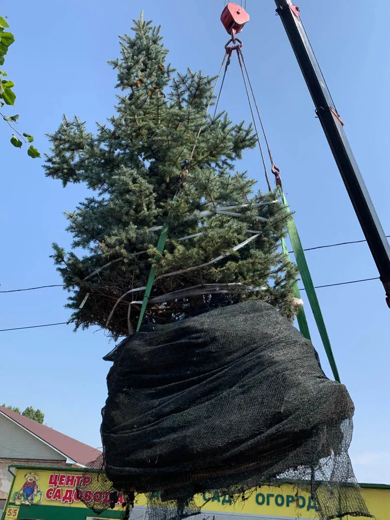 Посадка сосен крупномеров